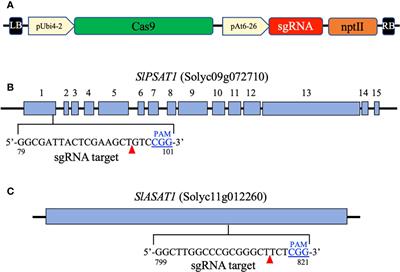 Effects of impaired steryl ester biosynthesis on tomato growth and developmental processes